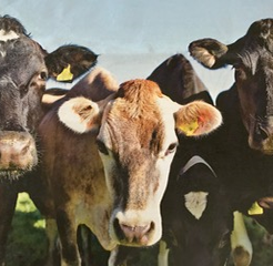 Cows